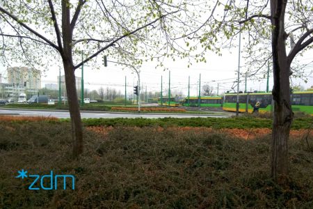 Sadzimy drzewa wzdłuż ul. Hetmańskiej