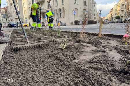 Więcej zieleni na ul. Wyspiańskiego