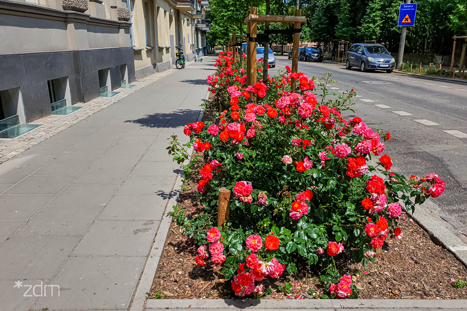 Róże Bracia Grimm - ulica Umińskiego